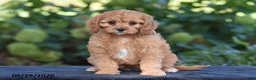 Cavapoo dogs for sale: Callie - Ad 3