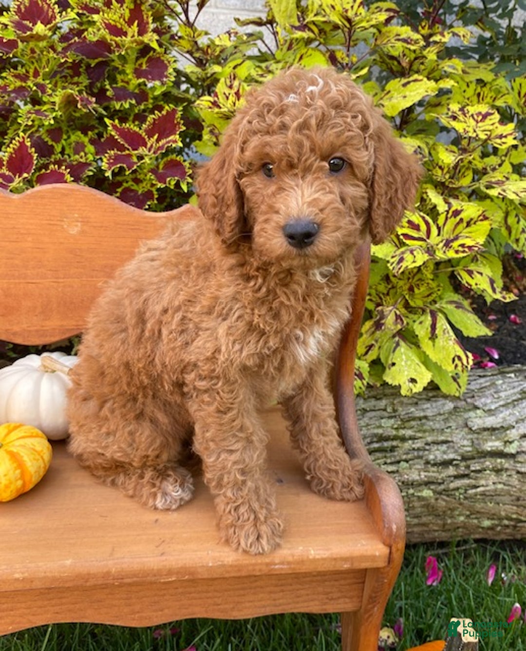 Miniature Poodle dogs for sale: Chance - Ad 5