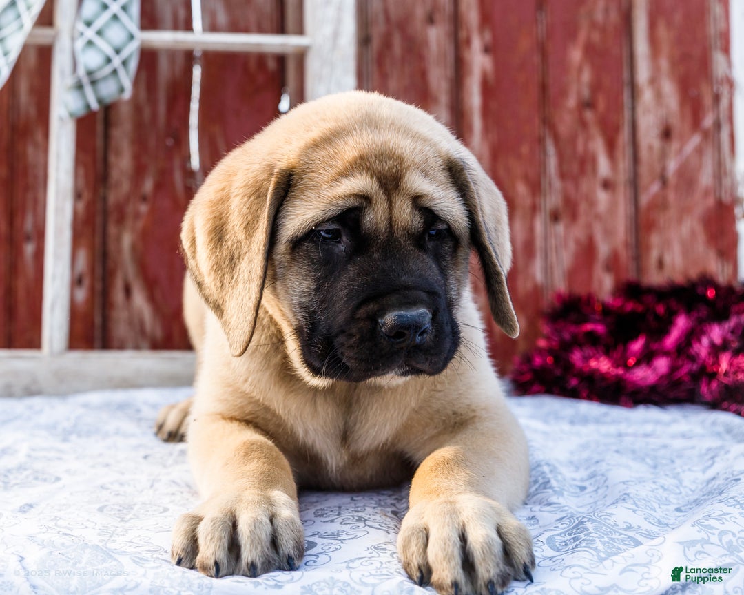 English Mastiff dogs for sale: Zack - Ad 7