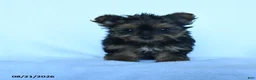 Yorkshire Terrier dogs for sale: Skittles - Ad 4