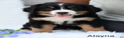 Bernese Mountain Dog dogs for sale: Alayna - Ad 6