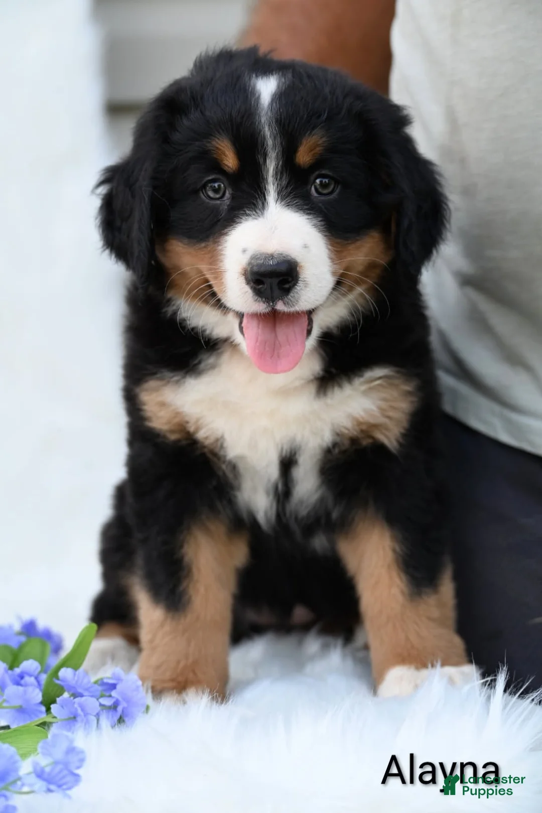 Bernese Mountain Dog dogs for sale: Alayna - Ad 6