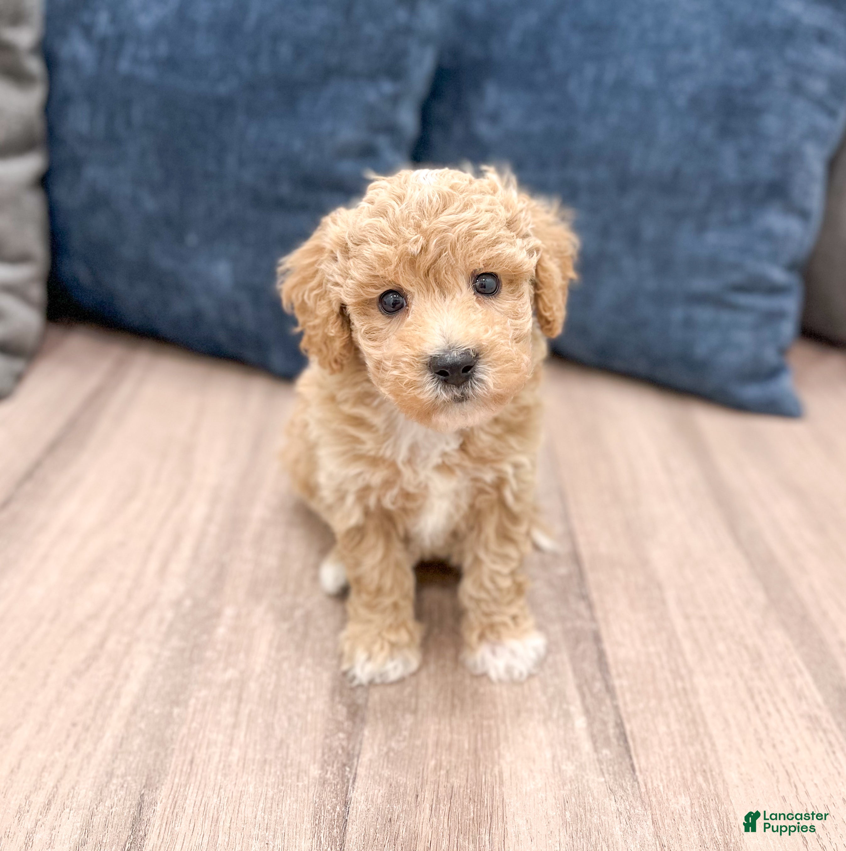 Bichpoo dogs Winston - Ad 2