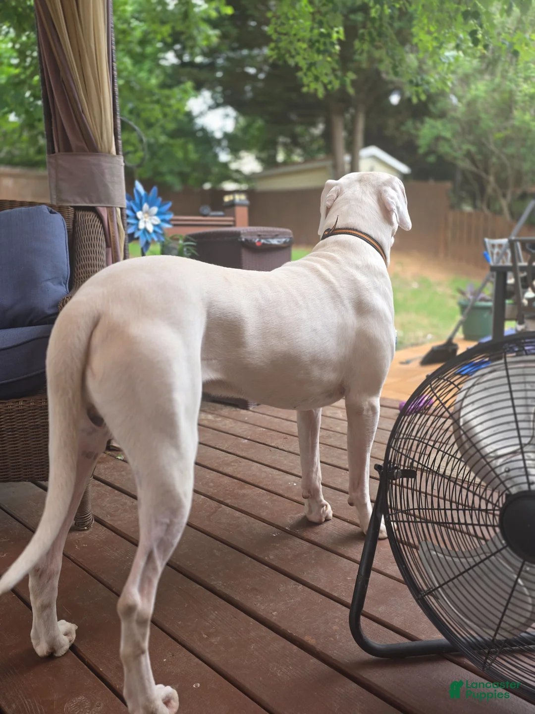 Dogo Argentino dogs for stud: Onyx(stud services only) - Ad 1