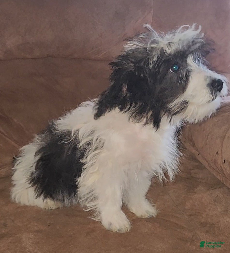 Yorkiepoo dogs Ricky - Ad 26