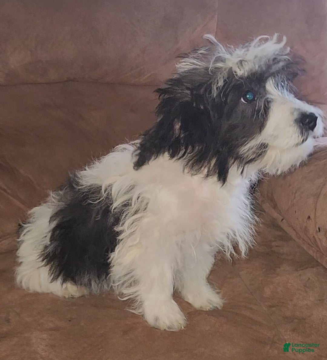 Yorkiepoo dogs for sale: Ricky - Ad 1