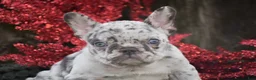 French Bulldog dogs for sale: Nicholas - Ad 4