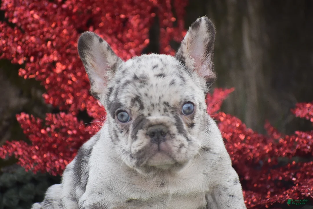 French Bulldog dogs for sale: Nicholas - Ad 4