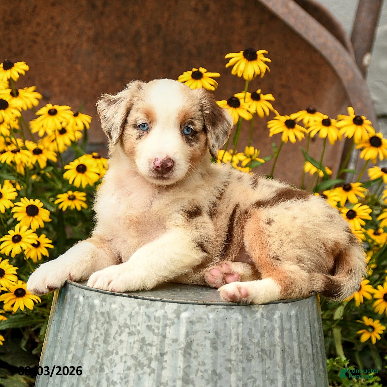 Australian Shepherd dogs Fiona - Ad 2