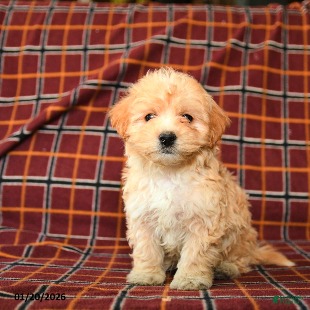 Maltipoo dogs for sale: Chip - Ad 3