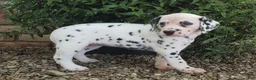 Dalmatian dogs for sale: Stella - Ad 6