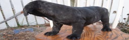 Cane Corso dogs for sale: Bradley  - Ad 3