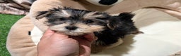 Morkie dogs for sale: GD - Ad 1