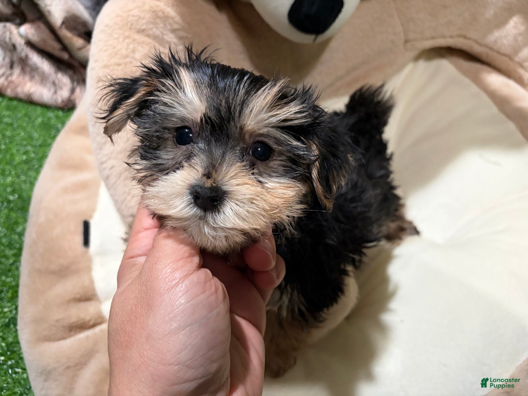 Morkie dogs for sale: GD - Ad 1