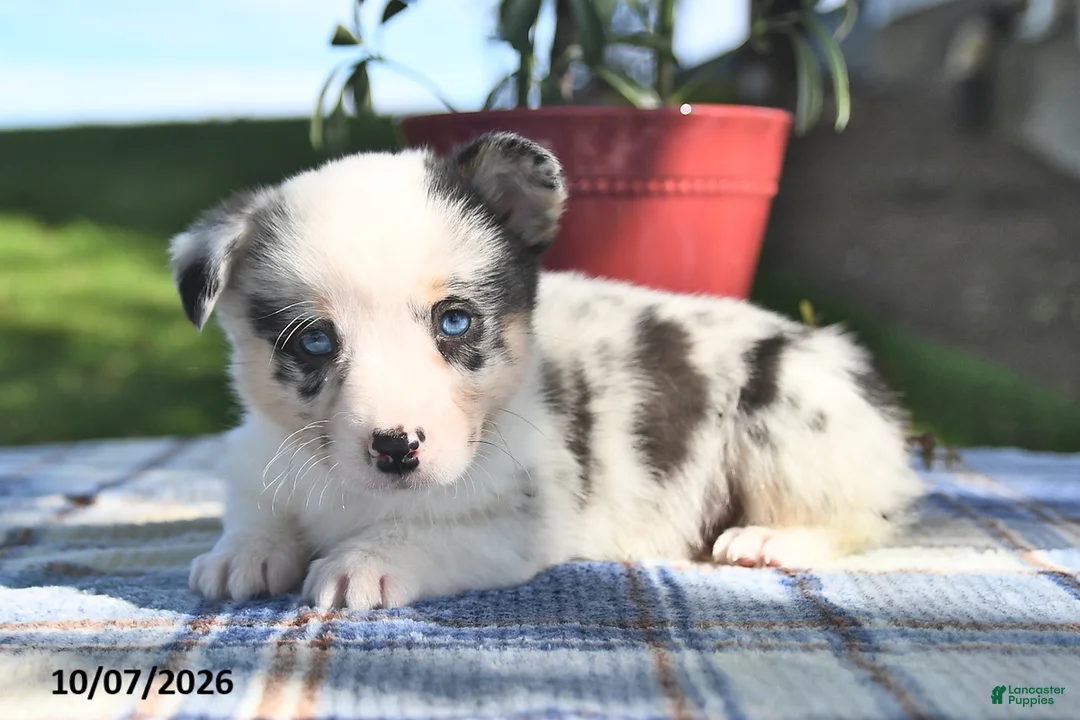 Welsh Corgi Pembroke dogs for sale: Caramel - Ad 1