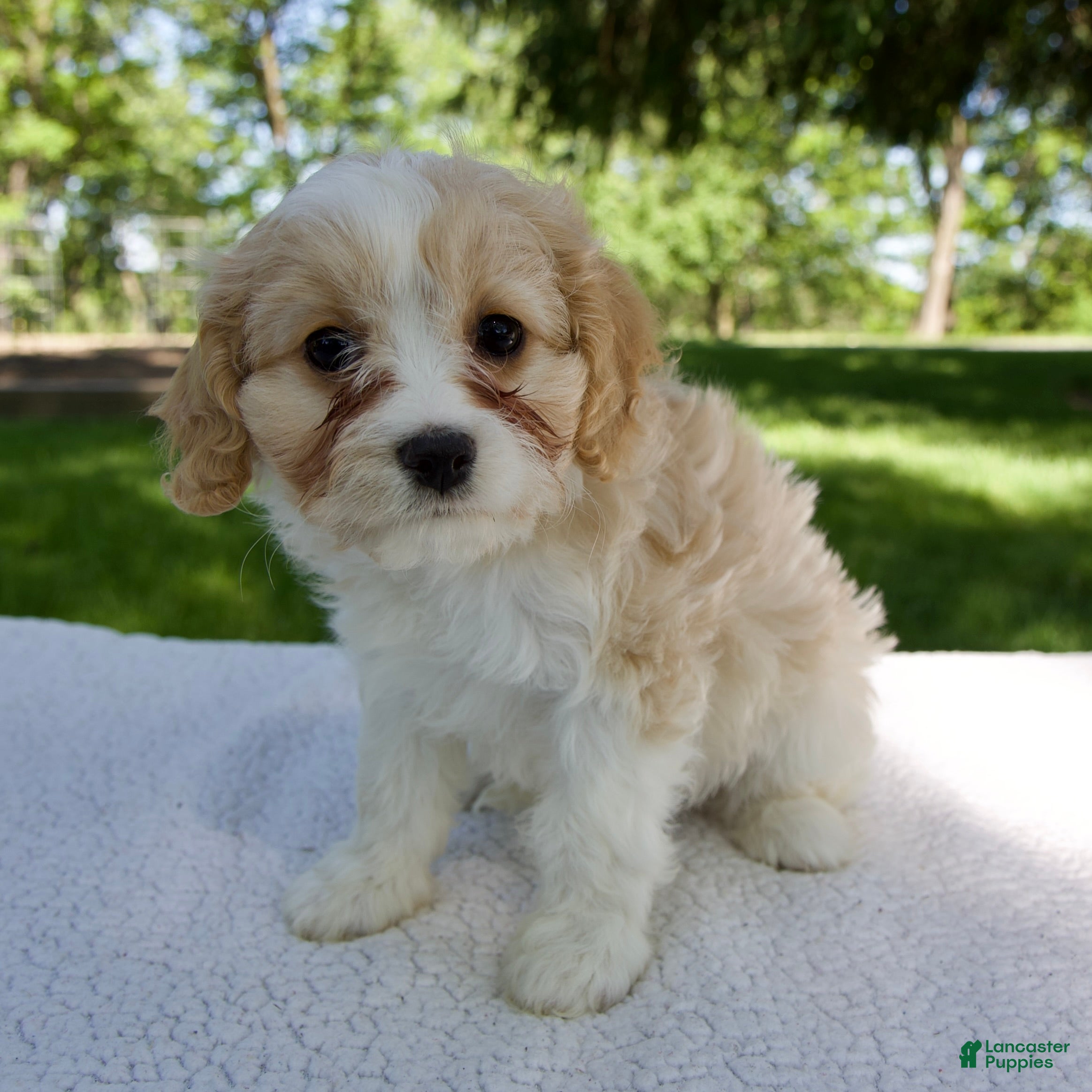 Cavapoo dogs for sale: Evie - Ad 1