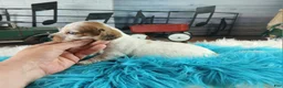Dachshund dogs for sale: Nationwide delivery. Sugar pies white boy - Ad 3