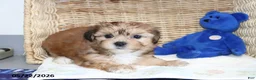 Shorkie dogs for sale: Minnie - Ad 4