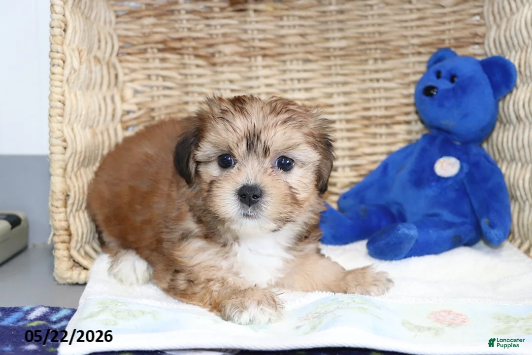 Shorkie dogs for sale: Minnie - Ad 4