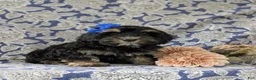 Cockapoo dogs for sale: Lauralee - Ad 4