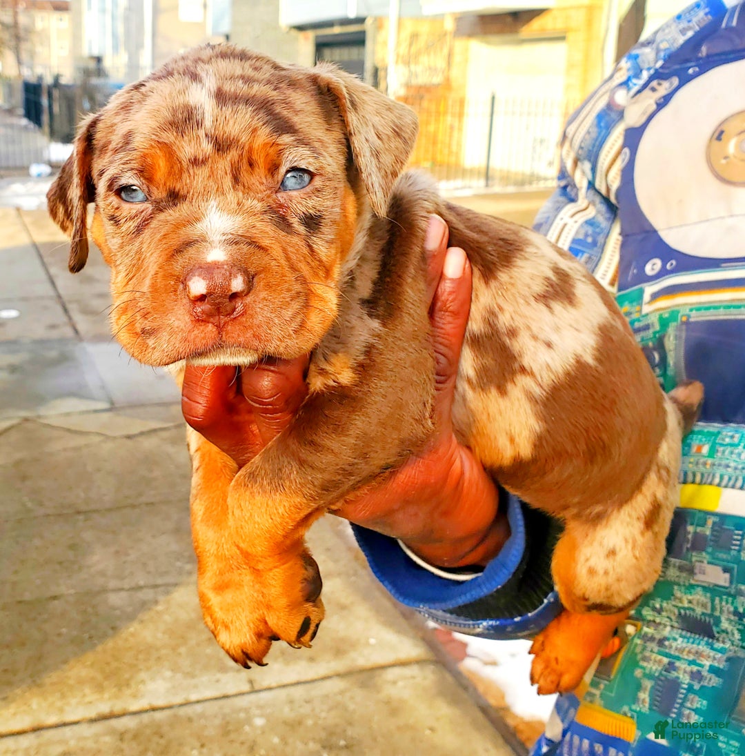 Chocolate Merle Pitbull American Bully Litter Of Puppies For Sale