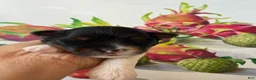 Biewer Terrier dogs for sale: Biewer Terrier. DIVA - Ad 3