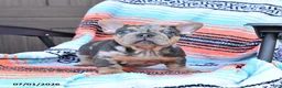 Mixed Breed dogs for sale: Chimpanzee - Ad 3