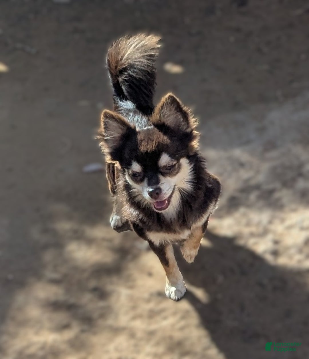 Chihuahua dogs for sale: Bella   2  AKC Long Coat Female Chihuahuas   - Ad 4