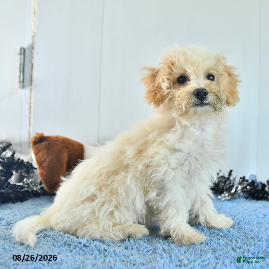 Bichpoo dogs Harry - Ad 2