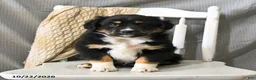 Miniature Australian Shepherd dogs for sale: Lightning - Ad 3