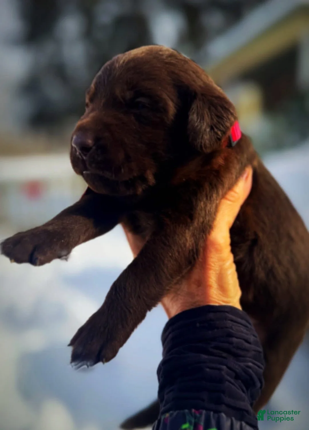 Labrador Retriever dogs for sale: Sal - Ad 4
