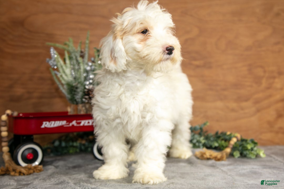 Mini Goldendoodle dogs for sale: Hendrix - Ad 3