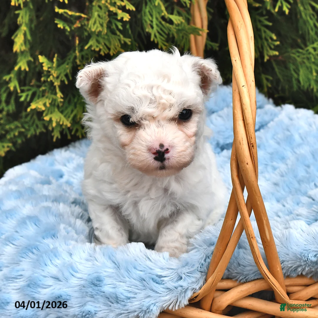Bichon Frise dogs for sale: Scout - Ad 1