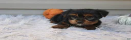 Yorkshire Terrier dogs for sale: Rocco - Ad 8