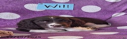 English Springer Spaniel dogs for sale: Will  - Ad 3