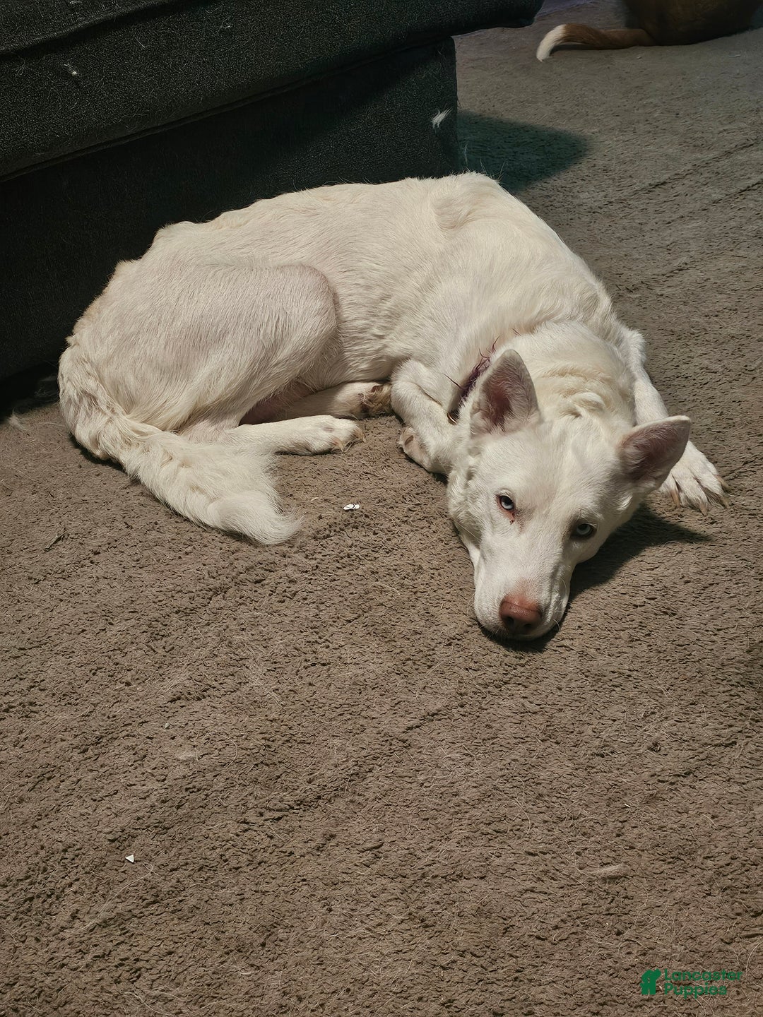 Mixed Breed dogs for sale: Ferocious  - Ad 2