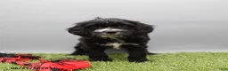 Cockapoo dogs for sale: Twinkle - Ad 2