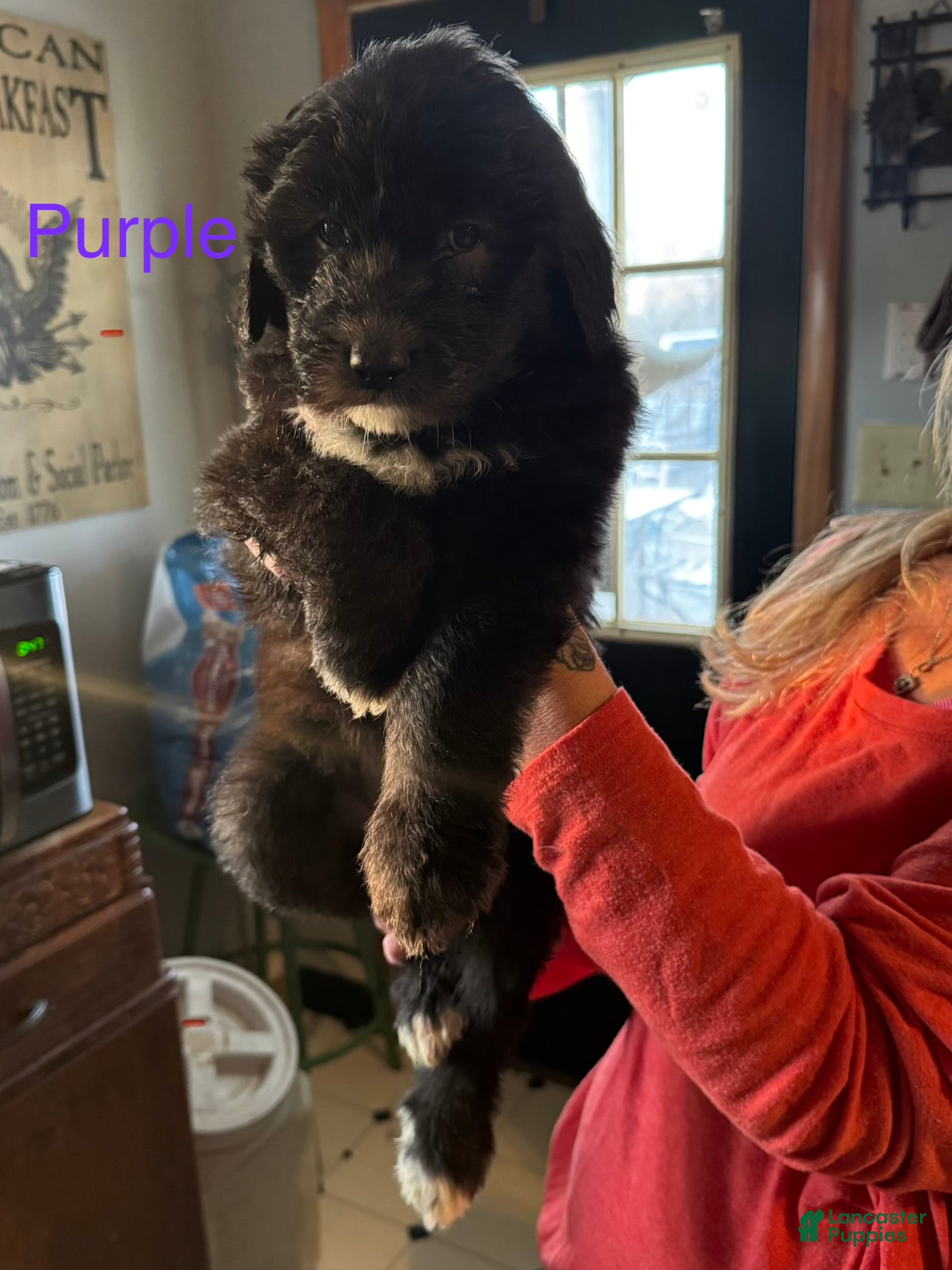 Sheepadoodle dogs Dory - Ad 21