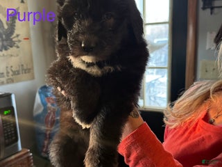 Sheepadoodle dogs Dory - Ad 21