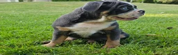 Mixed Breed dogs for sale: Big Bubba Blue - Ad 6