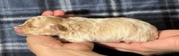 Maltipoo dogs for sale: Uno - Ad 3