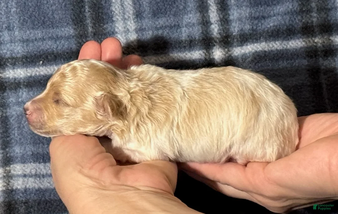 Maltipoo dogs for sale: Uno - Ad 3