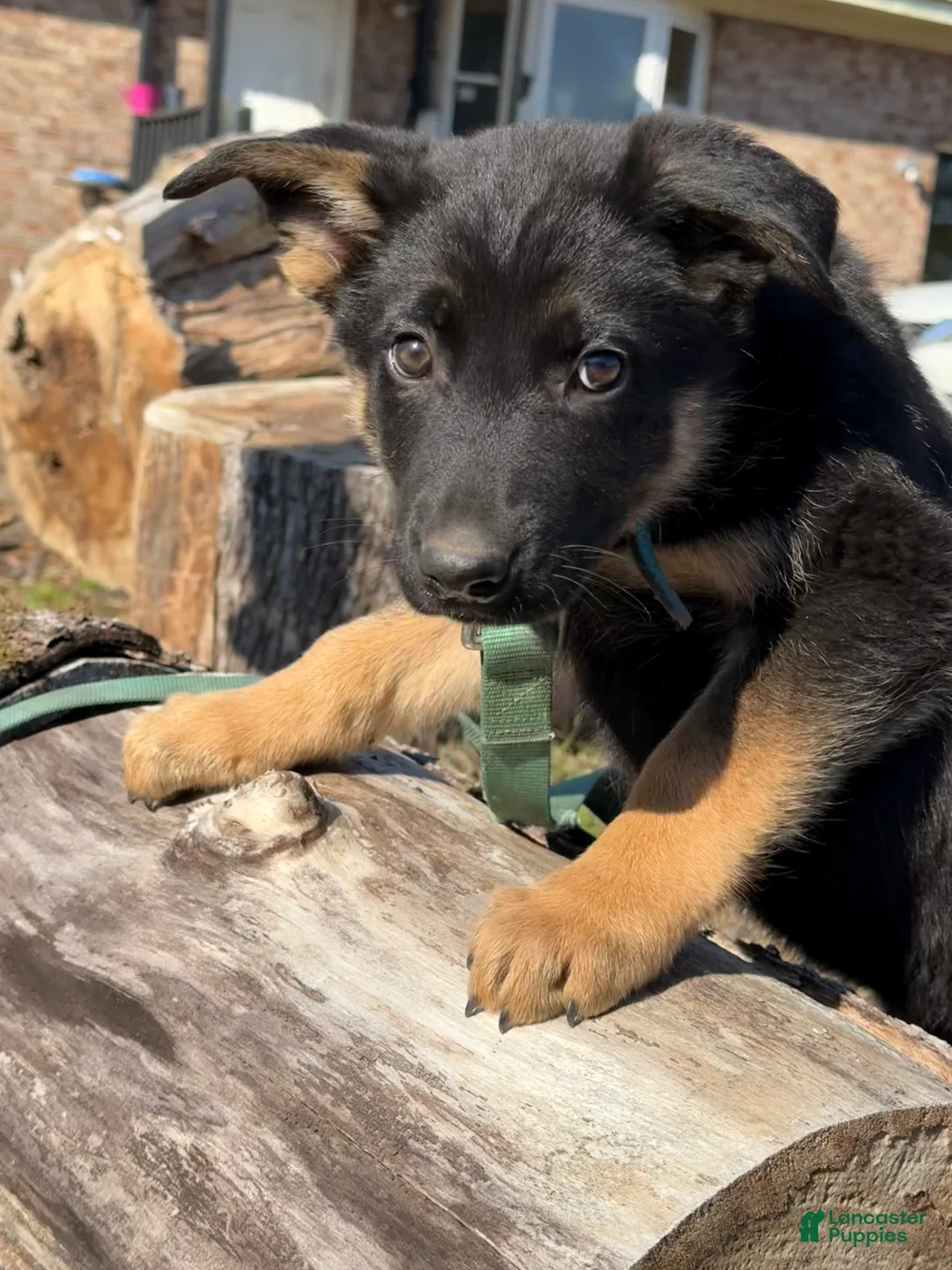 German Shepherd dogs for sale: Teal - Ad 3