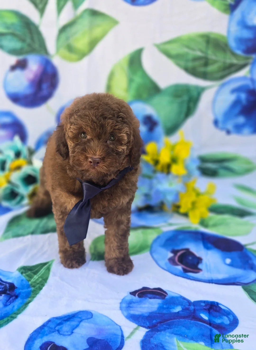 Mixed Breed dogs for sale: Brie Teddypoo  - Ad 1