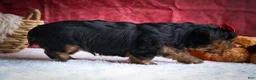 Yorkshire Terrier dogs for sale: DOC - Ad 15