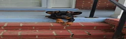 Doberman Pinscher dogs for sale: Prince Charming - Ad 21