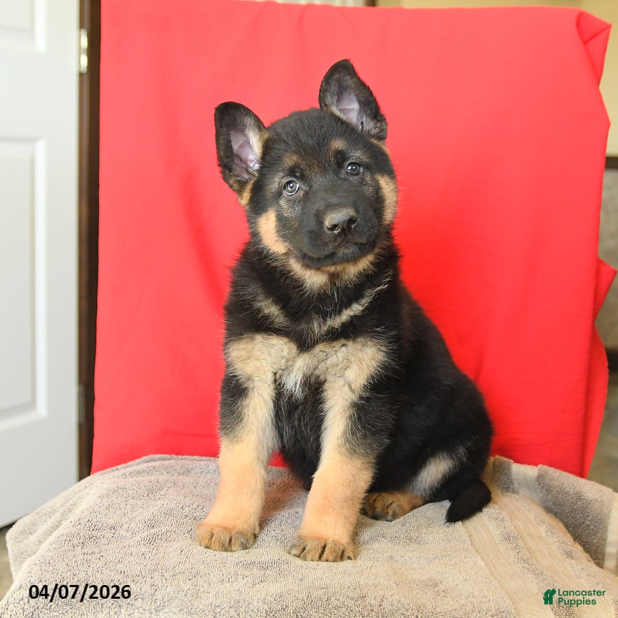 German Shepherd dogs Max - Ad 1