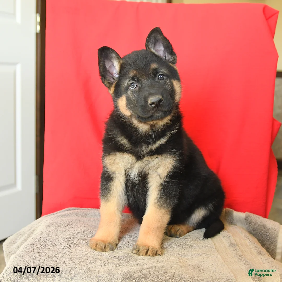German Shepherd dogs for sale: Max - Ad 1