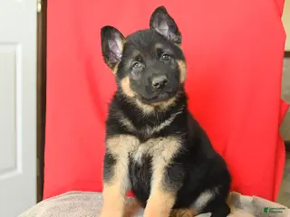 German Shepherd dogs for sale: Max - Ad 2
