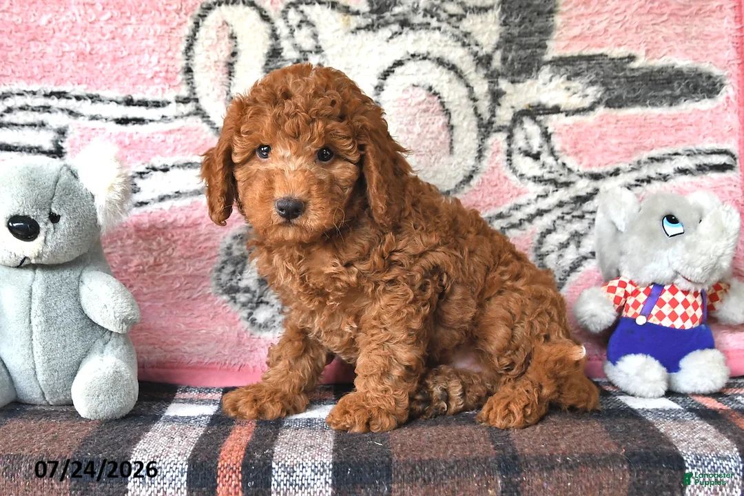 Mini Goldendoodle dogs for sale: Commet - Ad 2